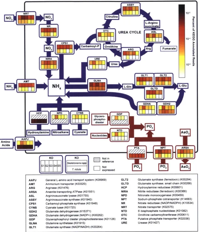 Figure  3-3:  Schematic  cell  model  depicting  the  relative  expression  of KO  gene  families  associated with  nitrogen  (N)  and  phosphorus  (P)  metabolic  pathways  for  Skeletonema spp