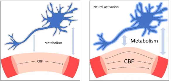 Figure 1.2: Neural activation and neurovascular coupling 