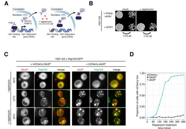 Figure 1. Acute inactivation of Hsf1 induces proteotoxicity even in the absence of stress