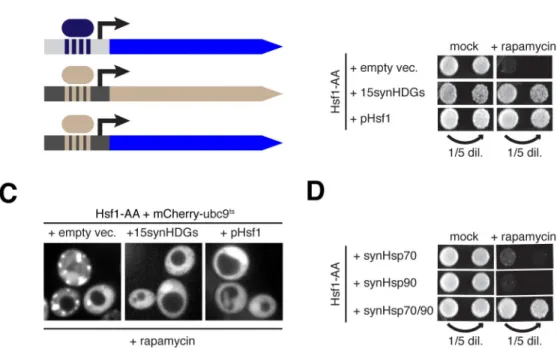 Figure 5. A synthetic transcriptional program reveals the essential function of Hsf1