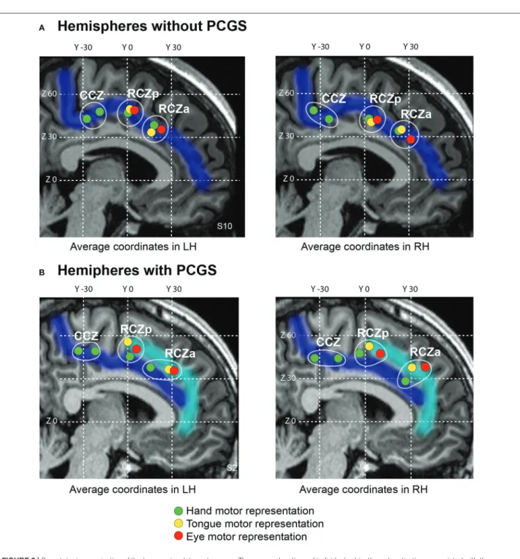 FIGURE 2 | Somatotopic organization of the human cingulate motor areas. The average locations of individual subject’s peak activations associated with the performance of hand (green), eye saccadic (red) and tongue (yellow) movements plotted on a typical he