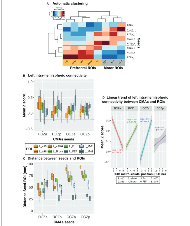 FIGURE 4 | Rostro-caudal organization in left hemispheric CMA-lateral frontal cortex connectivity proﬁles: normalized values