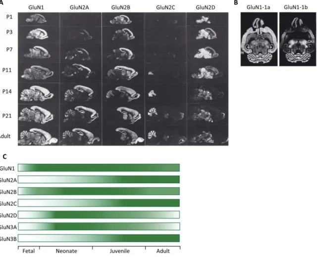 Figure 2. Spatiotemporal expression of NMDAR subunits in the developing rat brain  