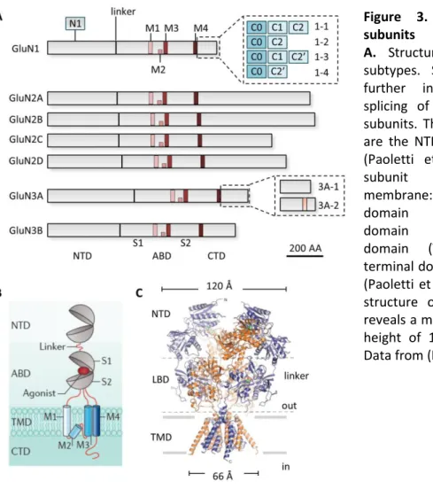 Figure  3.  Structure  of  NMDAR  subunits 