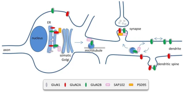 Figure 4. NMDAR assembly and trafficking from the ER to the membrane  