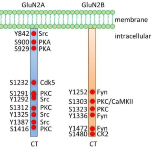 Figure  10.  Phosphorylation  sites  of  GluN2A  and  GluN2B  CTDs  