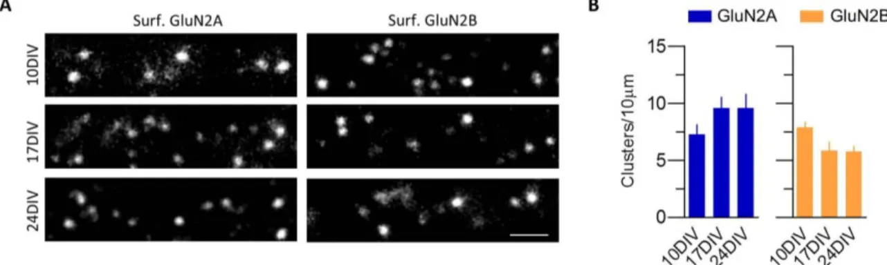 Figure 15. GluN2A and GluN2B expression during development in hippocampal cultures 