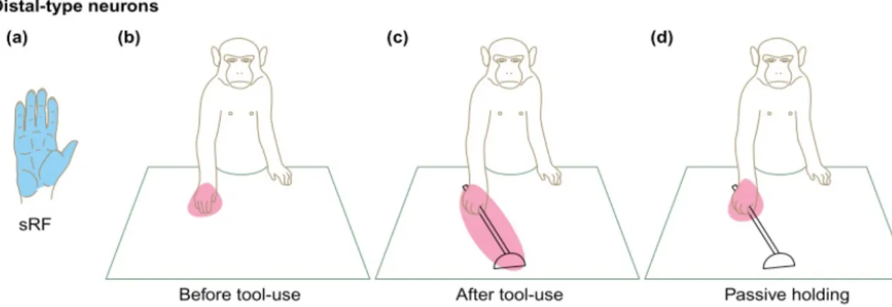 Figure 2.5: Effect of tool use on peri-hand space extension in macaque monkeys. After active practice with the tool, neurons coding for the peri-hand space increase their receptive fields and respond to stimulation around the tool.Taken from [Maravita and 