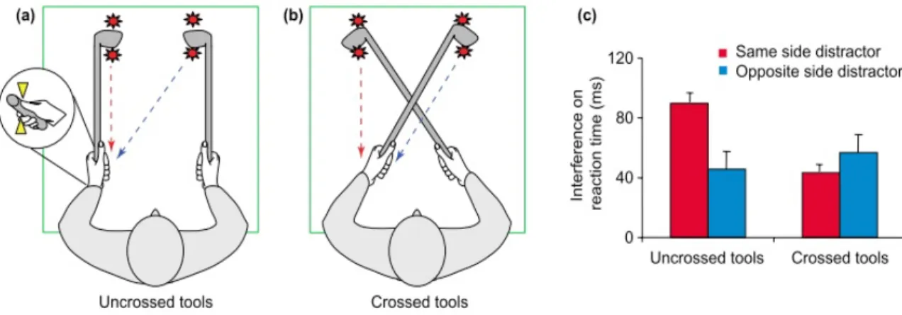 Figure 3.4: Effect of tool use on peri-hand space extension, measured by a crossmodal congruency effect task.Taken from [Maravita and Iriki, 2004]