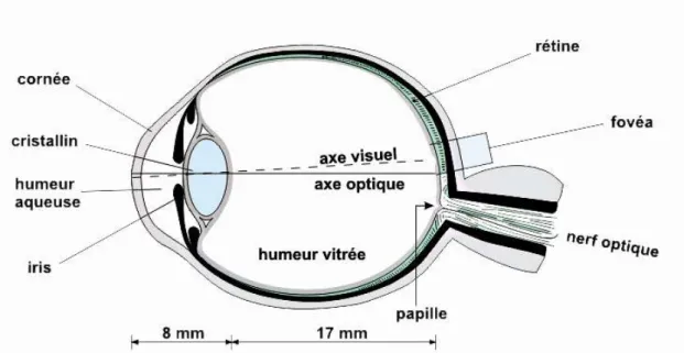 Figure I.2 : Coupe sagittale de l’œil humain. La lumière traverse différents milieux transparents  avant d’exciter les cellules photoréceptrices qui se trouvent au niveau de la rétine