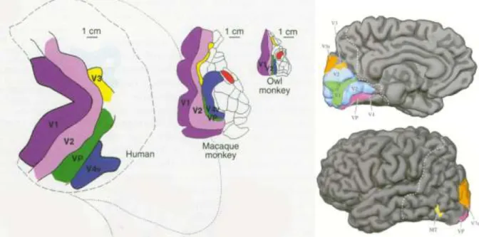 Figure I.6 : Le cortex visuel. Représentation schématique de différentes aires fonctionnelles  visualisées en imagerie par résonnance magnétique fonctionnelle au niveau du cortex visuel chez  l’homme et le singe