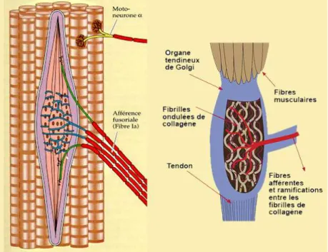 Figure  I.10 :  Fuseau  neuro  musculaire  et  organe  tendineux  de  Golgi.  Représentation  schématique d’un fuseau neuro musculaire au niveau des fibres musculaires (gauche) et d’un  organe tendineux de Golgi au niveau des fibres de collagène des tendon