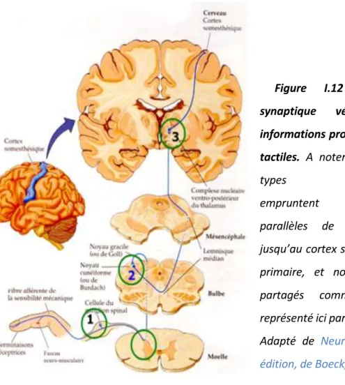 Figure  I.12 :  voies  tri  synaptique  véhiculant  les  informations proprioceptives et  tactiles