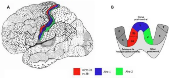 Figure  I.13 :  Représentation  du  cortex  somatosensoriel  primaire  (SI).  (A)  SI  se  situe  postérieurement au sillon central et se compose de subdivisions anatomiques et fonctionnelles  1, 2, 3a et 3b (A et B)