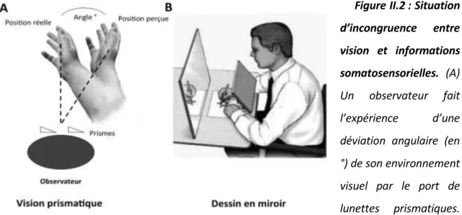 Figure II.2 : Situation  d’incongruence  entre  vision  et  informations  somatosensorielles