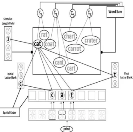 Figure 2.12 – Schéma du modèle SCM (Davis, 2010b). Représentation schématique du traitement du mot CAT par le modèle SCM