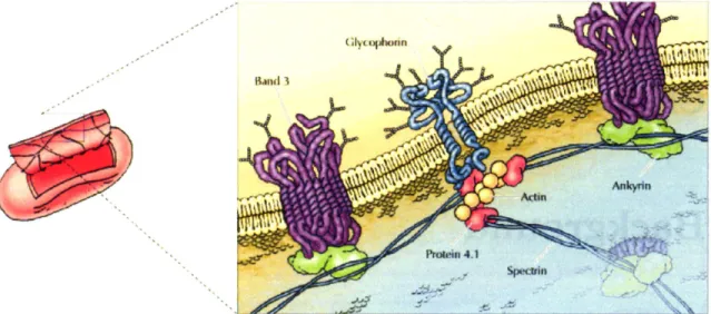 Figure 2-1: A schematic representation of the RBC membrane. Illustration from Alberts et al