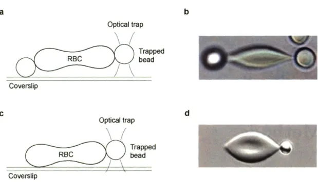 Figure 3-1: Test configurations for optical tweezers uniaxial tension experiments are shown.