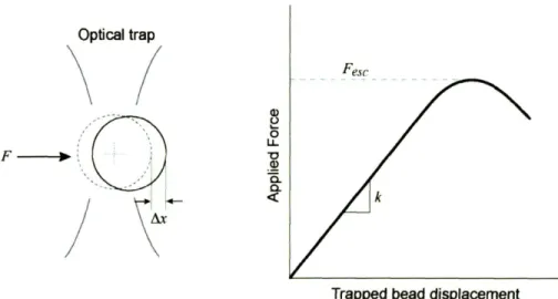 Figure 3-2: The schematic of an applied force exerted on an optically trapped bead is shown (left)