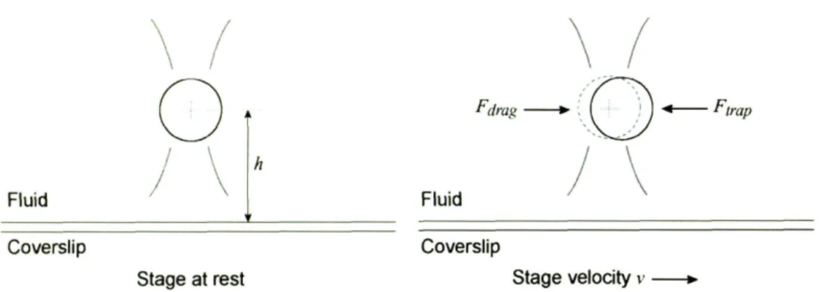 Figure 3-4: Calibration of the optical trap using an escape force method [3]. A silica bead, 4.12 /-lm in diameter, is trapped in fluid (PBS and bovine serum albumin, BSA) at a measured height, h = 311m, above the slide surface