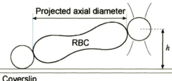 Figure 3-6: Optical images of stretch tests show the projected axial diameter because of a height difference between trapped and attached beads