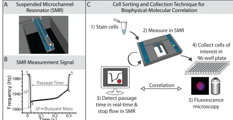 Fig. 1. Cell sorting and collection method for biophysical-molecular correlation