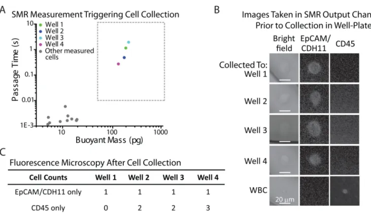 Fig. 3. Validation of single tumor cell detection and collection in 96-well plate