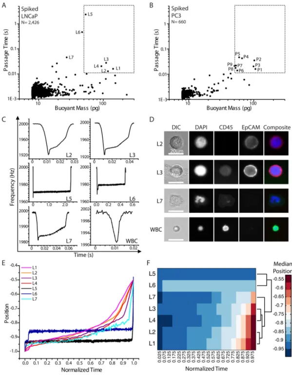 Fig. 4. Spiked blood samples and SMR peak shape correlation with immunofluorescence staining A) A blood sample spiked with LNCaP cells was measured in the SMR