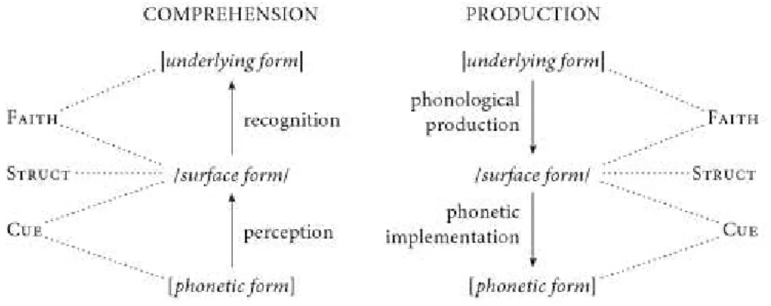 Fig. 4 : Le modèle de génération de la langue maternelle ainsi que de la phonologie des emprunts   (Boersma &amp; Hamann 2009) 