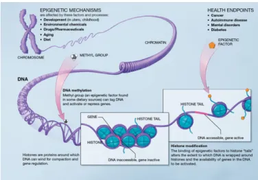 Figure 2.4: Epigenetics altertions, picture retrieved from [33]