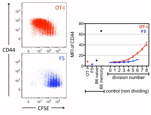 Figure 8.1: . Representative dot plots gated on CD8 lymphocytes show CD44 expression versus CFSE labeling in the lymph nodes of mice that received either OT-1 and F5 T cells (left panel)