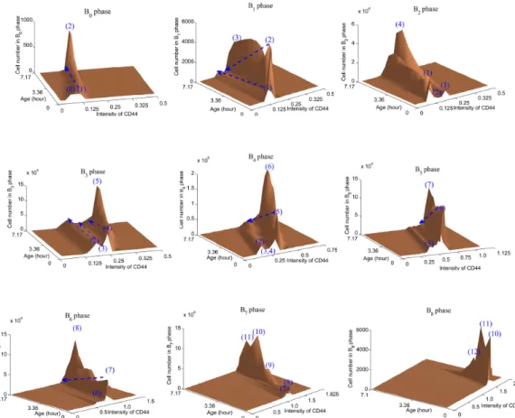 Figure 8.3: Dynamic of cells in B i phase (i.e ith division in B-phase) at day 7. Z-axes depict the number of cells in B-phase (B i (T, τ, s)) as a function of their intensity of CD44 (x-axes) and their age (Y-axes) in each division (i)