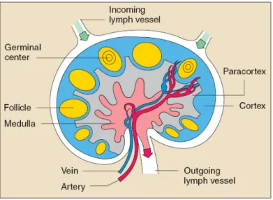 Figure 1.2: The lymph node contains numerous specialized structures. T cells concentrate in the paracortex, B cells in and around the germinal centers, and plasma cells in the medulla (www.niaid.nih.gov).
