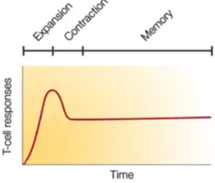 Figure 1.4: Immune responses. The Imuune response consists of three distinct phases. See text for the quantitative correspondence