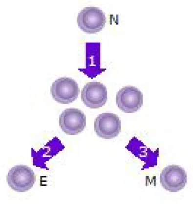 Figure 1.6: 1. After the naive T cell (N) encounters an antigen it becomes activated and begins to proliferate (divide) into many clones or daughter cells