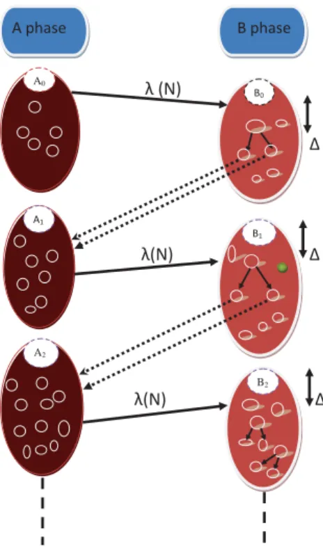 Figure 4.1: Model of T cell proliferation in lymphopenia conditions. A i and B i are the number of T cells, having undergone i divisions in A-state and B-phase respectively
