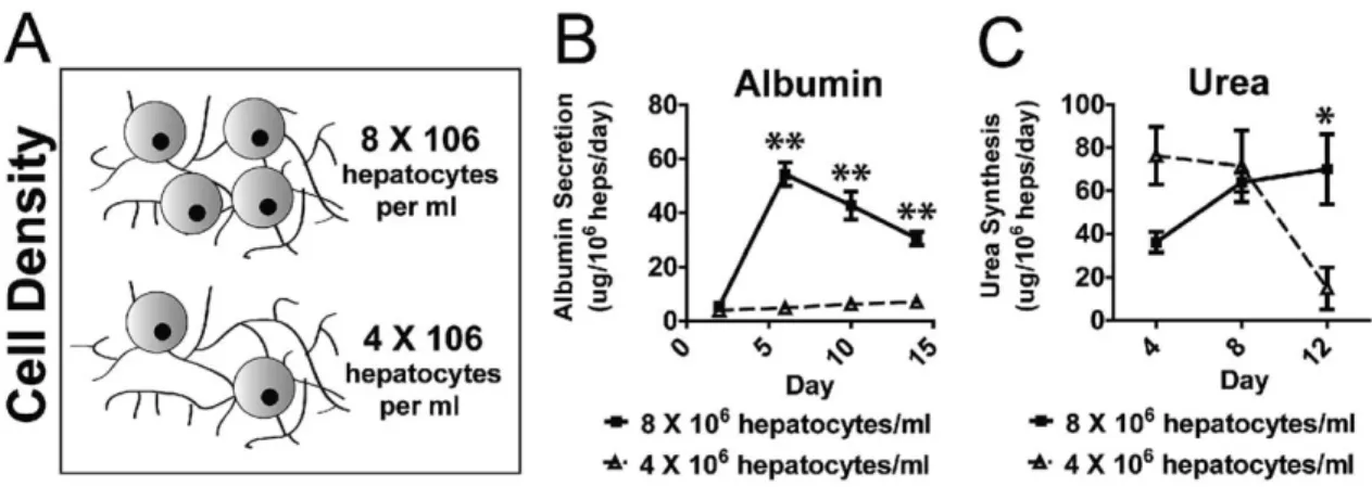 FIGURE 3. Cellular concentration (A) impacts hepatic tissue function, as measured by albumin production (B) and urea synthesis (C) (**p < 0.01,