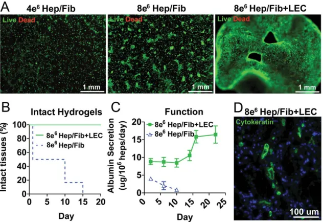 FIGURE 5. (A) Inclusion of LECs in hepatic hydrogels results in interconnected cellular network (green, calcein; red, ethidium homodimer, 5%