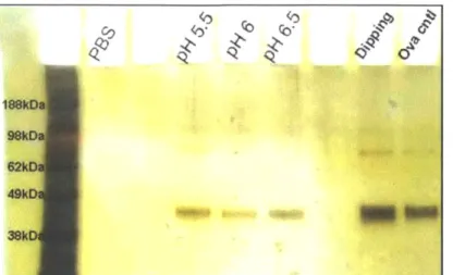 Figure  2-6.  Non-reducing  SDS-PAGE  of  supernatants  from  (Poly-1/OVA) 40  films rehydrated for 30  min  in PBS.