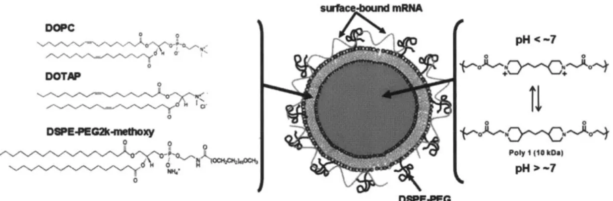 Figure 3-1.  Schematic  of  structure and  composition  of  lipid-coated  PBAE  particles and mRNA  cargo association.