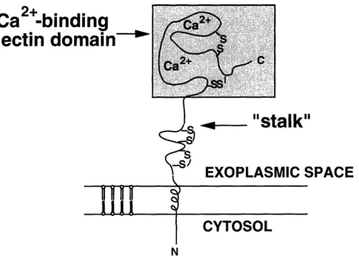 Figure  1:  Structure of the Asialoglycoprotein Receptor Subunit