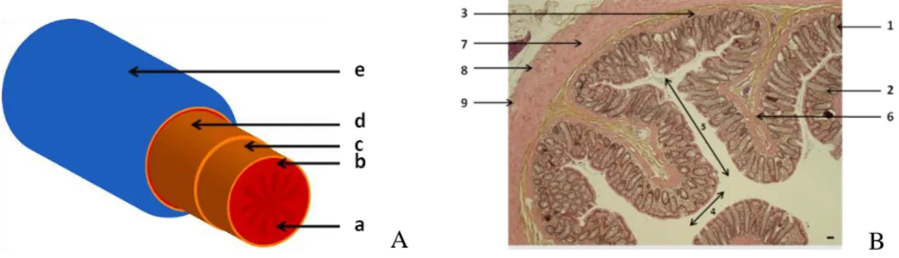 Figure  6 :  Structure  colique  (A.  Structure  pariétale  du  colon,  B.  Coupe  circulaire  de  colon  (coloration  hématoxyline-éosine-safran  (HES)))