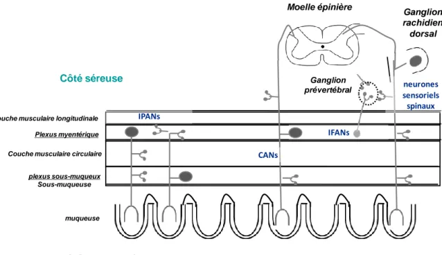 Figure 8 : Innervation sensorielle intrinsèque et extrinsèque du côlon (adapté de (Furness et al., 1998))                                                                                              IPANs :  fibres  sensorielles  primaires  afférentes ;  C