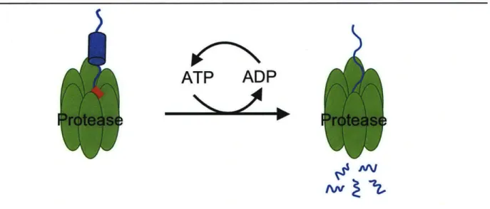 Figure 1.3:  Degradation  of substrates by AAA+ proteases