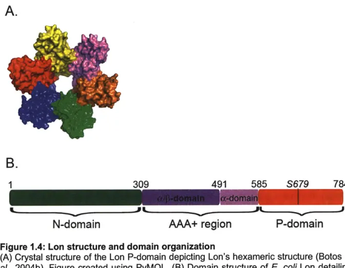 Figure  1.4:  Lon structure and domain  organization