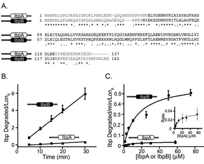 Figure 2.1:  E.  coli sHSPs  IbpA  and  IbpB  are  Lon substrates.