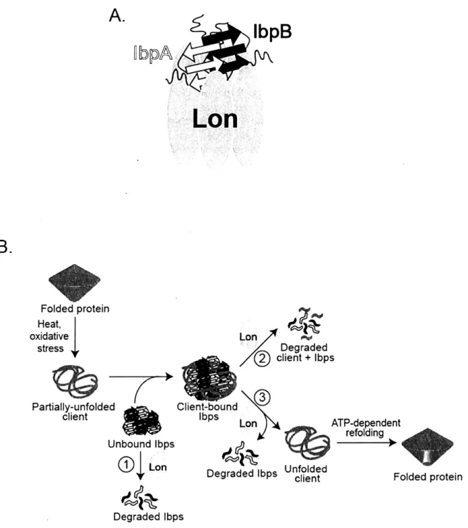 Figure 2.6:  Models  for Lon recognition and  degradation  of the  lbps.