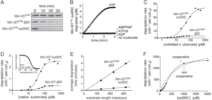Fig. 1. Lon degradation of denatured and native proteins. (A) SDS/PAGE assays of Lon 6 (0.15 ␮ M) degradation of untagged and tagged variants of unfolded titin-I27 CM (5 ␮ M)
