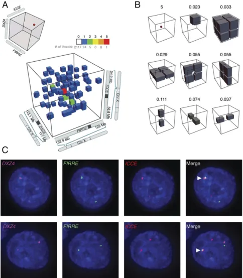 Fig. S2A), suggesting that the higher-order contacts observed using in situ Hi-C reflect genuine patterns of nuclear proximity.