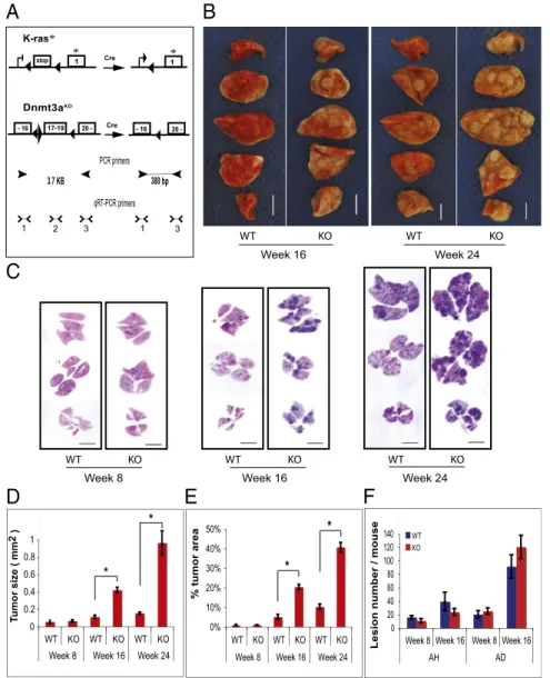 Fig. 2C shows strong nuclear as well as weak cytoplasmic staining in Dnmt3a WT tumors